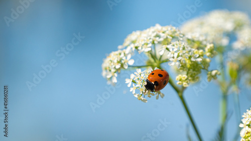 Ladybug on white flower with blue background, selective focus, copy space