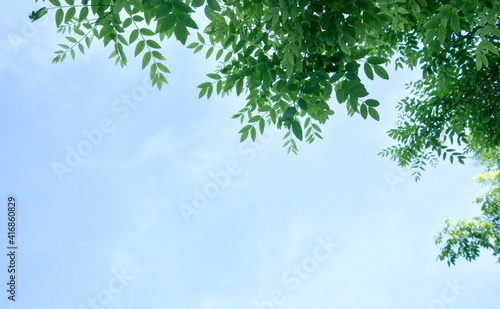 Low-angle shot of verdant tree branches in spring  blue sky background  copy space