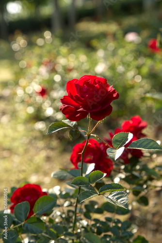 Red roses blooming in the garden under sunlight, bokeh, vertical