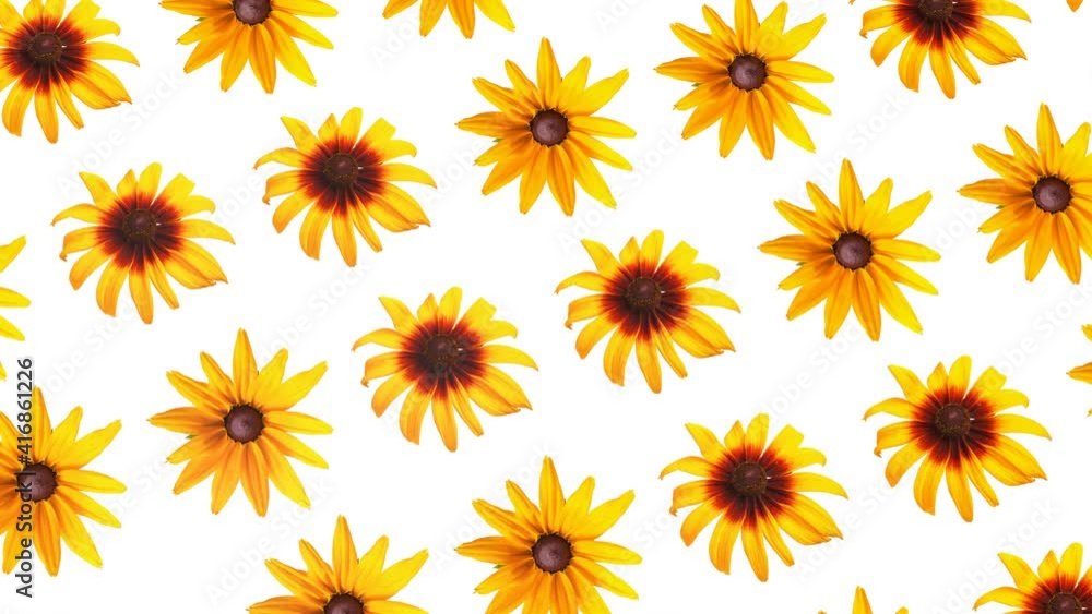 yellow garden flowers slowly rotate on a white background. abstract animated background. 3d render yellow garden flowers slowly rotate on a white background. abstract animated background. 3d render