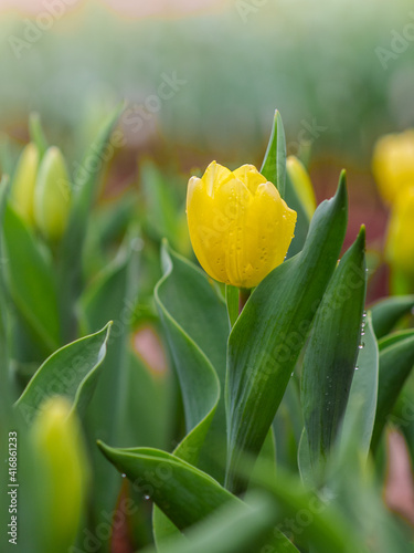 Beautiful Yellow blooming tulip flower 