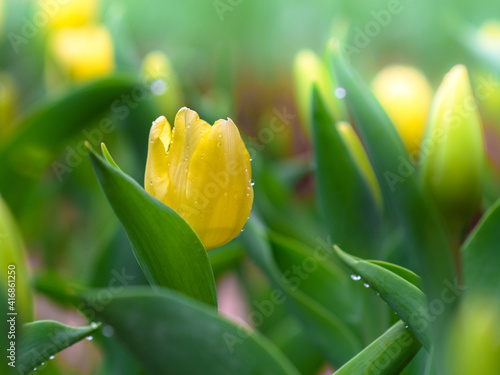 Beautiful Yellow blooming tulip flower 