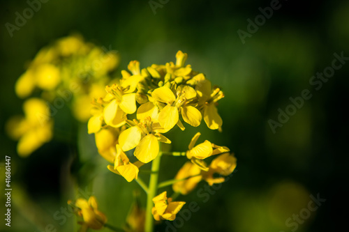 Mustard Flowers in the an Orchard in the Spring © Robert