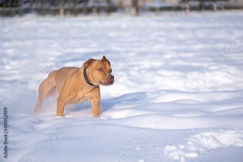 Angry American Pit Bull Terrier photographed while running in the snow close-up. 