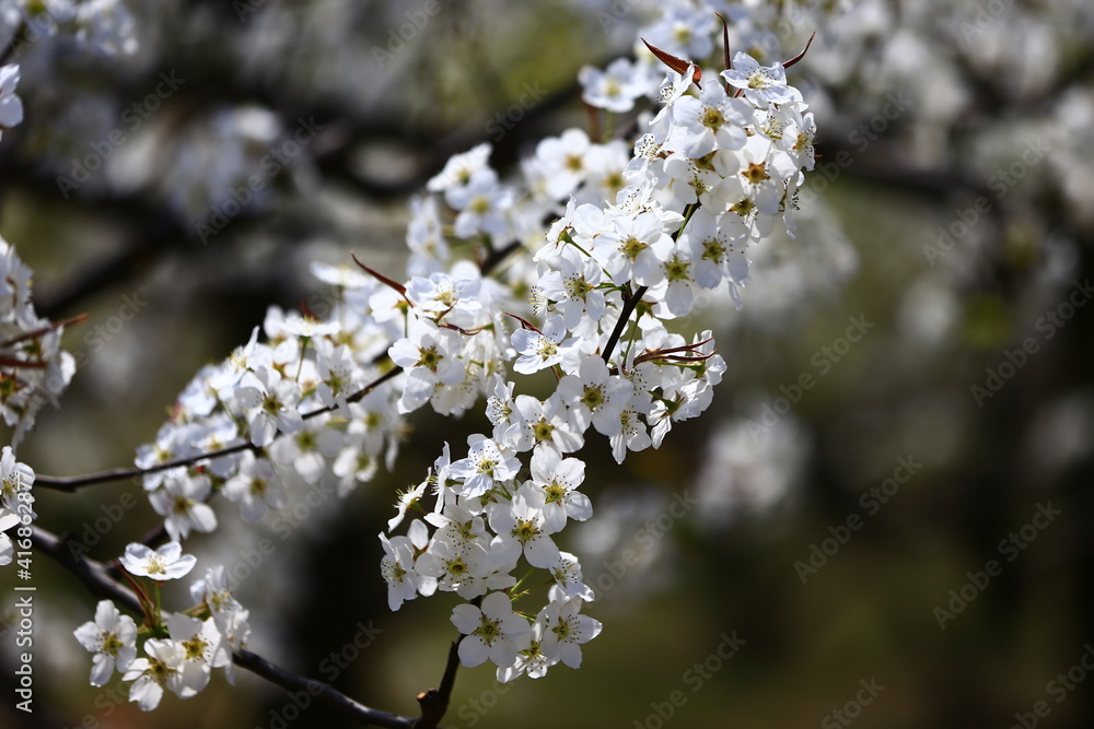 Obraz premium Blooming pear flower, very beautiful
