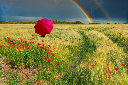 Summer ripening wheat field with lonely red umbrella under cloudy thunderstor...