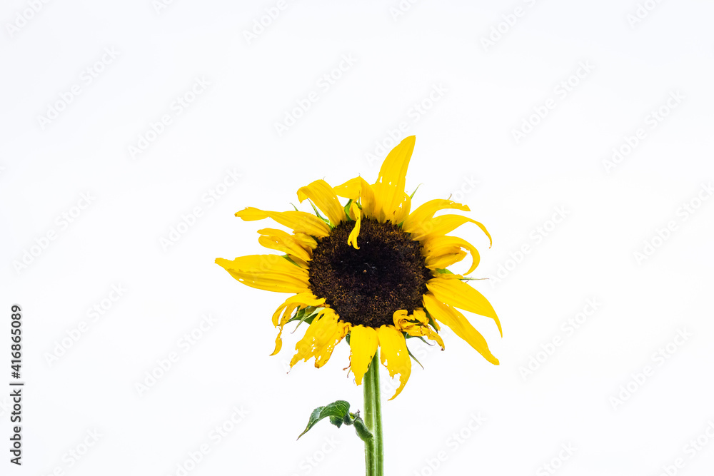 Obraz premium sunflower isolated on white