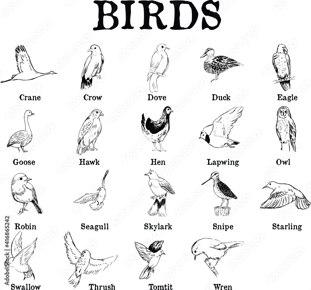 A chart of types of birds. Ink illustrations set: crane, crow, dove, duck, eagle, goose, hawk, hen, lapwing, owl, robin, seagull, skylark, snipe, starling, swallow, thrush, tomtit, wren. 