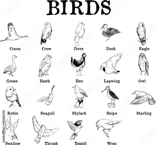 A chart of types of birds. Ink illustrations set: crane, crow, dove, duck, eagle, goose, hawk, hen, lapwing, owl, robin, seagull, skylark, snipe, starling, swallow, thrush, tomtit, wren. 