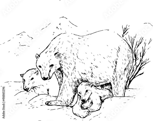 A group of polar bears ink illustration. Nature landscape background. Textured simple monochrome style. Wildlife animals theme. 