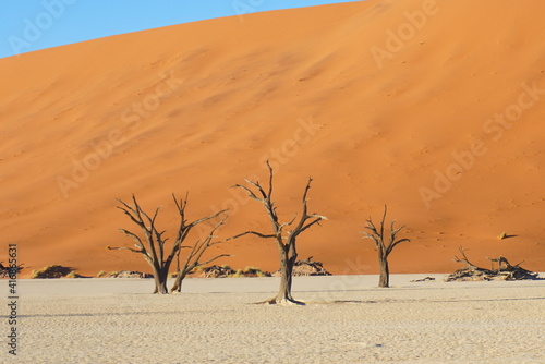 ナミブ砂漠のデッドフレイ 