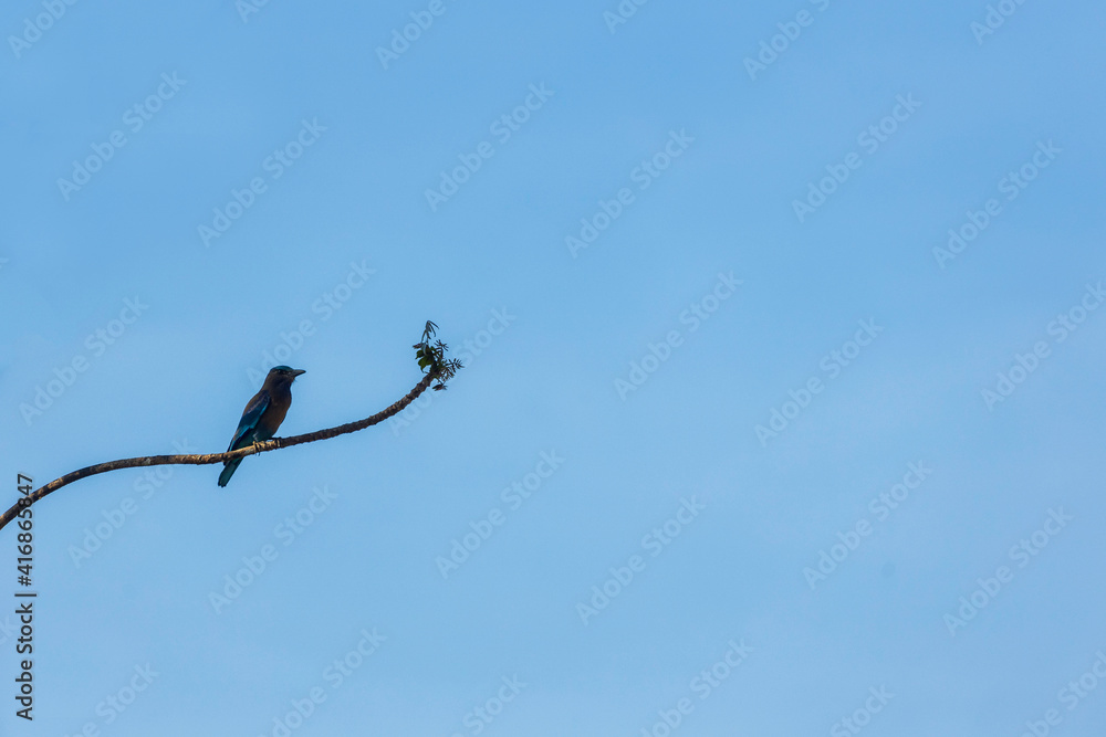 A black silhouette of a bird perched on a blossoming treetop on a hot summer morning. A black silhouette of a bird perched on a blossoming treetop on a hot summer morning.