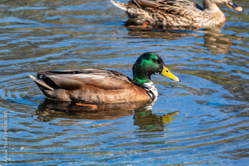 Mallard duck swimming in the water