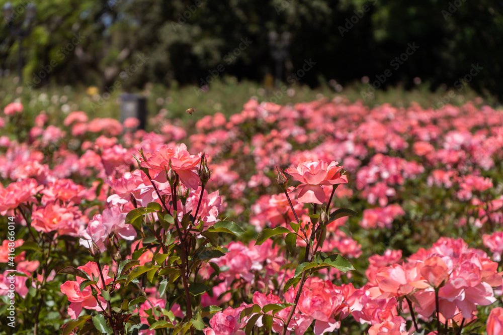Beautiful ornamental cultivation of a variety of Roses in the Jardin Rosedal de Palermo in Buenos Aires, Argentina. Selective Differential Focus Beautiful ornamental cultivation of a variety of Roses in the Jardin Rosedal de Palermo in Buenos Aires, Argentina. Selective Differential Focus