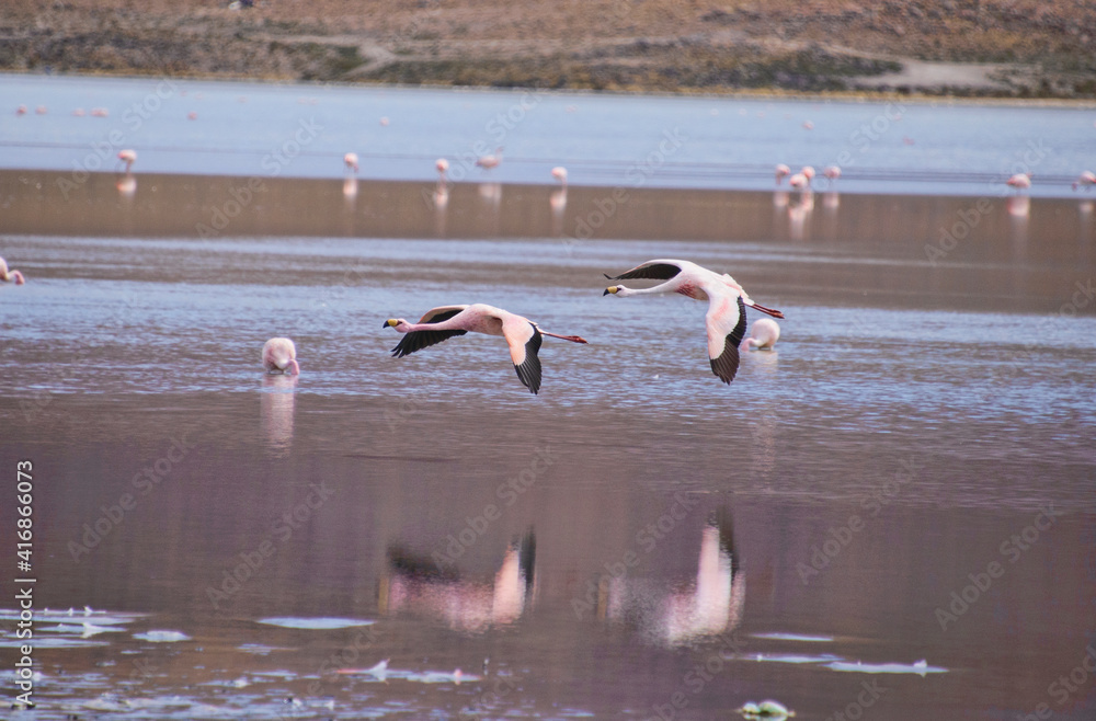 James's flamingo (Phoenicoparrus jamesi), Eduardo Avaroa National Reserve, Salar de Uyuni, Bolivia