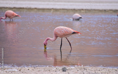 Beautiful James s flamingo  Phoenicoparrus jamesi   Eduardo Avaroa National Reserve  Salar de Uyuni  Bolivia