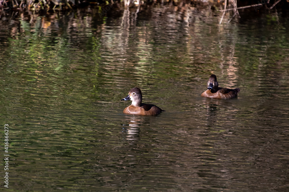 A ring Neck Duck Swimming on the warer A ring Neck Duck Swimming on the warer