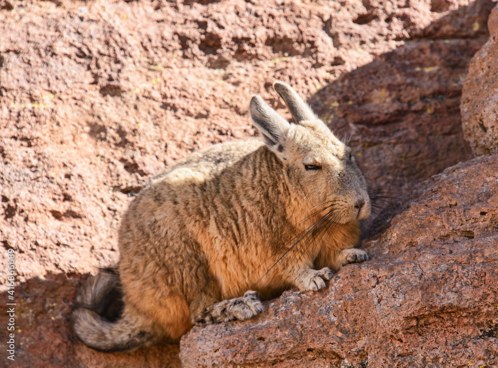 Beautiful southern viscacha (Lagidium viscacha), Salar de Uyuni, Bolivia Beautiful southern viscacha (Lagidium viscacha), Salar de Uyuni, Bolivia