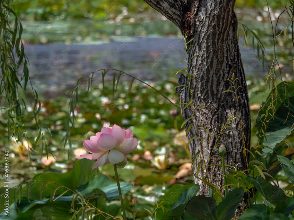 Pink Lotus In Sea Of Vegetation Pink Lotus In Sea Of Vegetation