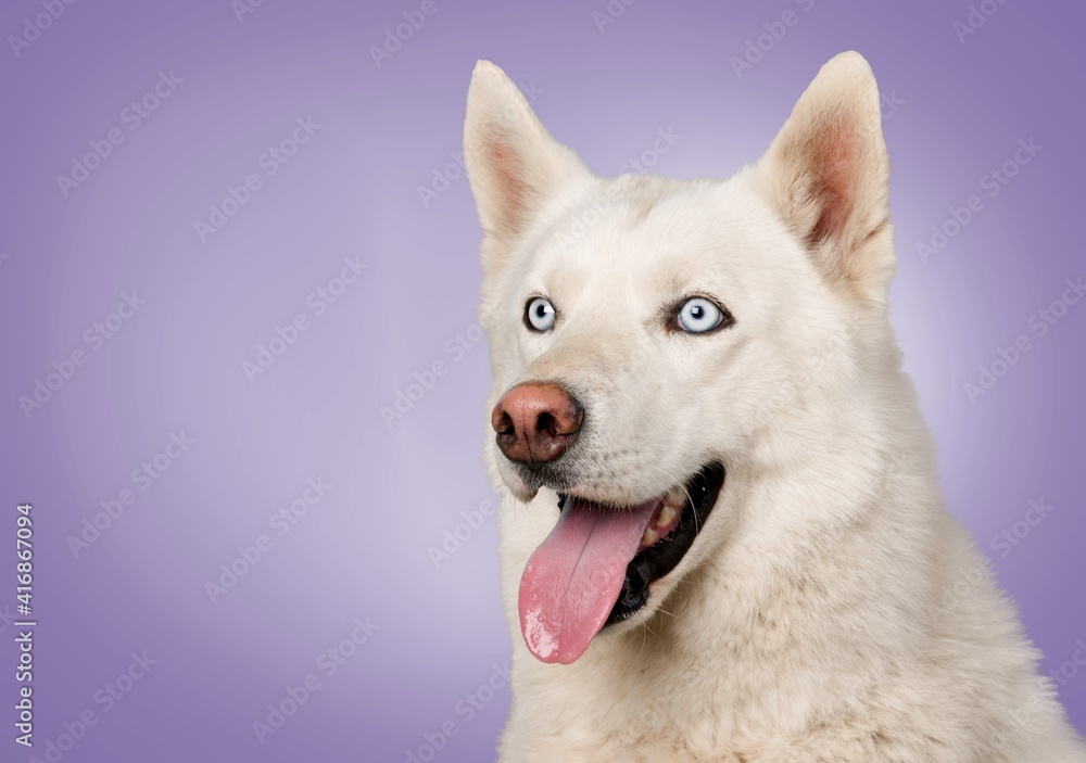 Dog. Dog.