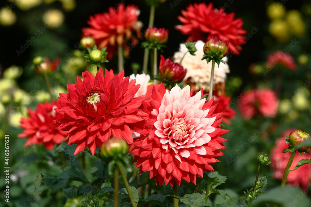Flowers and buds. Blossoming a dahlia. On edge of a flower red petals are located and in the center almost white petals are located. Contrast combination of colors. Flowers and buds. Blossoming a dahlia. On edge of a flower red petals are located and in the center almost white petals are located. Contrast combination of colors.