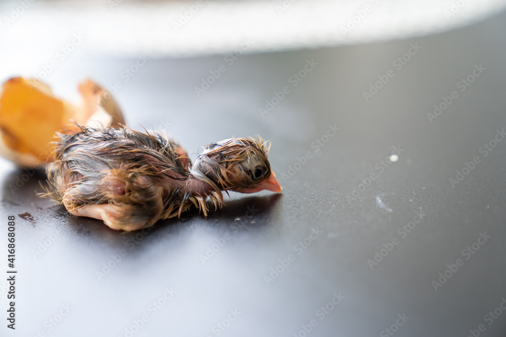 The 1st minute of Black Brown Chick hatches from egg on black background. The 1st minute of Black Brown Chick hatches from egg on black background.