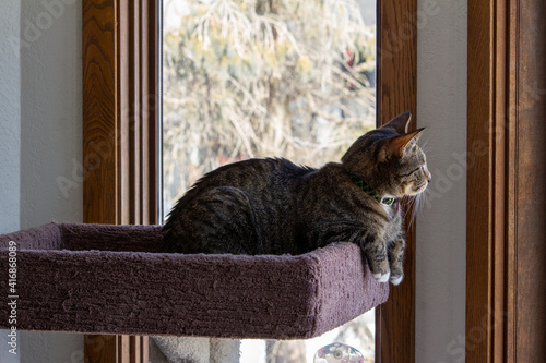 Close up portrait view of a gray stripe tabby cat relaxing in an indoor carpeted cat tree in front of a tall window, with defocused outdoor background