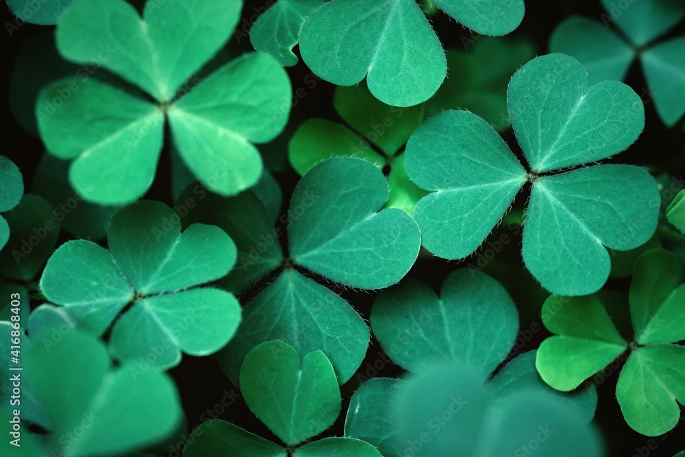 Spring background frame, shamrock , Clover Leaves for Green background with three-leaved shamrocks. st patrick's day background, holiday symbol,Spring concept. Spring background frame, shamrock , Clover Leaves for Green background with three-leaved shamrocks. st patrick's day background, holiday symbol,Spring concept.