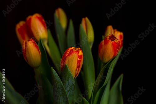 Bouquet of red and yellow tulips against a dark background  A bunch of bright spring cheery tulips