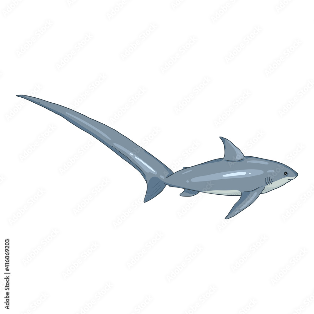 Vector Cartoon Fox Shark. Alopias Pelagicus Illustration. Vector Cartoon Fox Shark. Alopias Pelagicus Illustration.