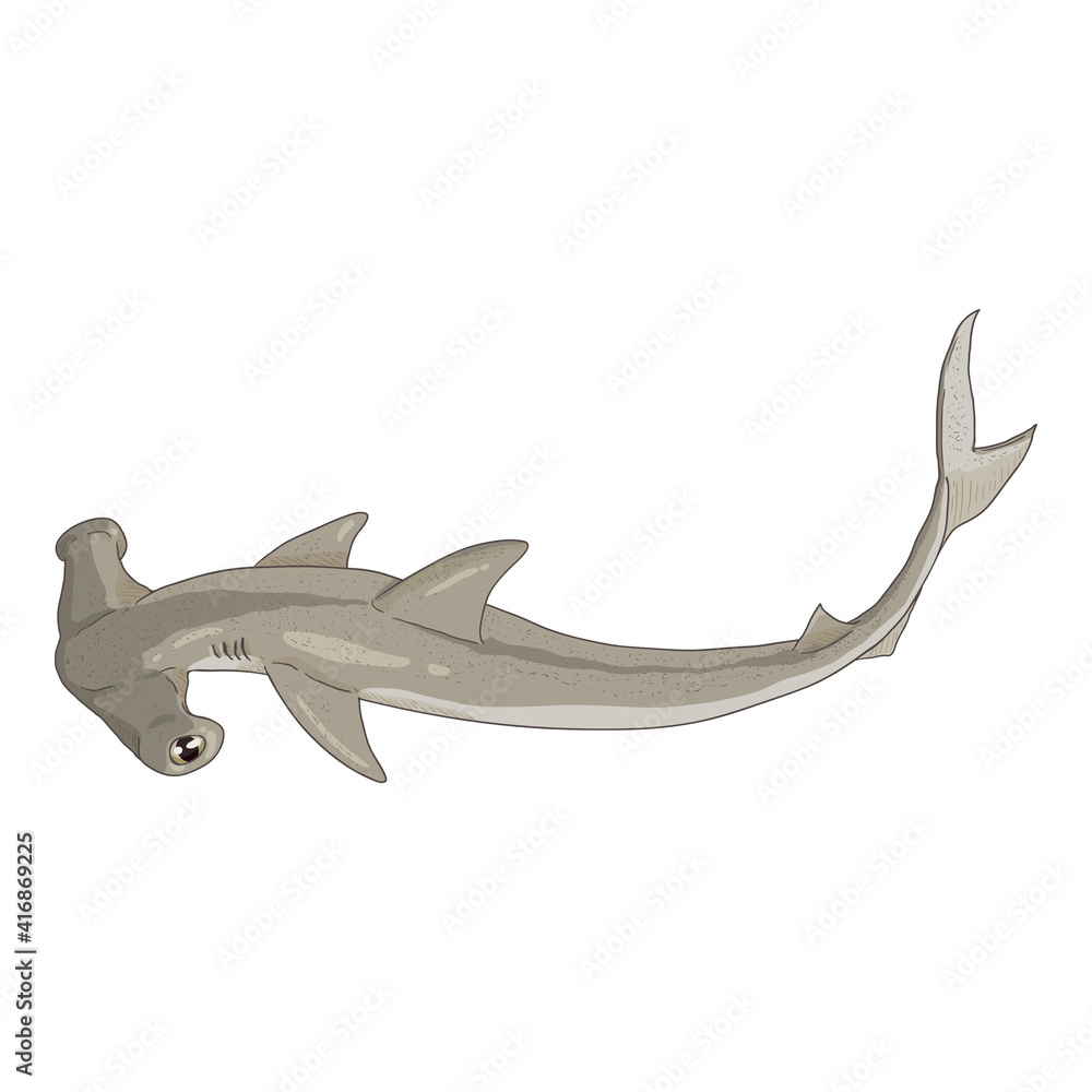 Fototapeta premium Cartoon Hammer-head Shark. Sphyrnidae Illustration.