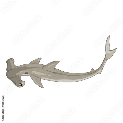 Cartoon Hammer-head Shark. Sphyrnidae Illustration.