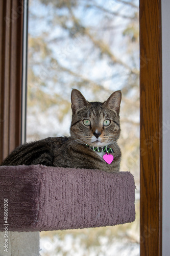 Fototapeta Naklejka Na Ścianę i Meble -  Close up portrait view of a gray stripe tabby cat relaxing in an indoor carpeted cat tree in front of a tall window, with defocused outdoor background