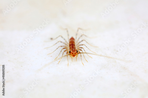 common house centipede on a white background, North China