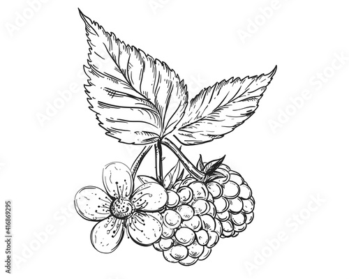 Hand drawn sketch black and white of raspberry, leaf, berry, branch, flower. Vector illustration. Elements in graphic style label, card, sticker, menu, package. Engraved style illustration.