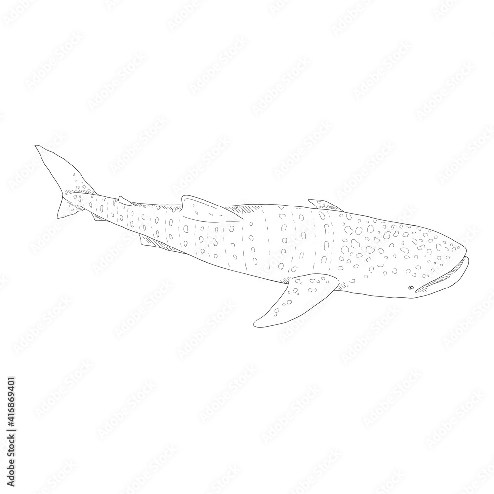 Vector Sketch Whale Shark. Rhincodon Typus Vector Sketch Whale Shark. Rhincodon Typus