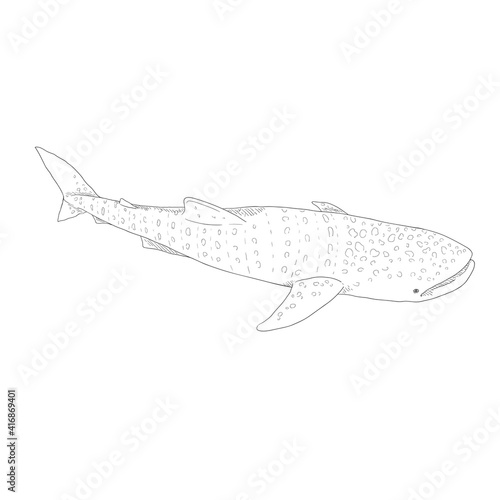 Vector Sketch Whale Shark. Rhincodon Typus