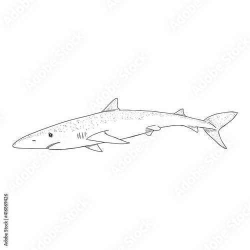 Vector Sketch Blue Shark.