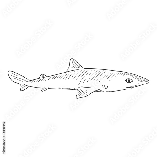 Vector Sketch Spiny Dogfish. Squalus Acanthias.