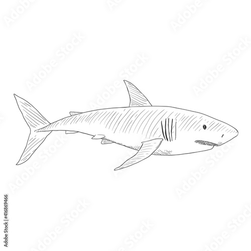 Vector Sketch Great White Shark. Carcharodon Carcharias