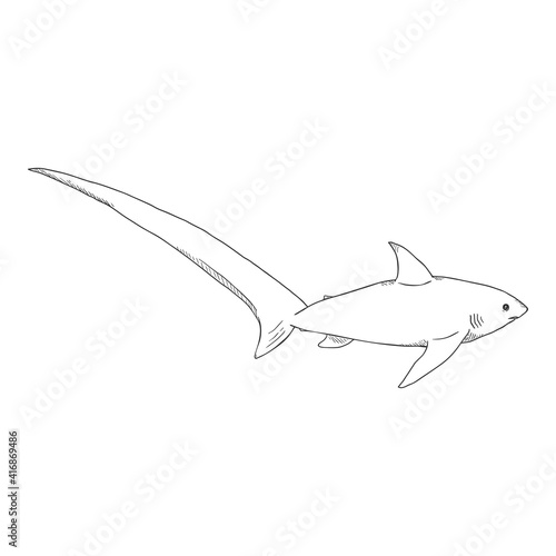 Vector Sketch Fox Shark. Common Thresher Shark. Alopias Pelagicus