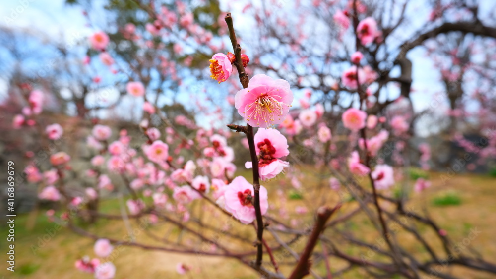 梅の花