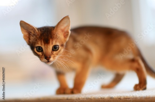 Fototapeta Naklejka Na Ścianę i Meble -  Abyssinian kitten