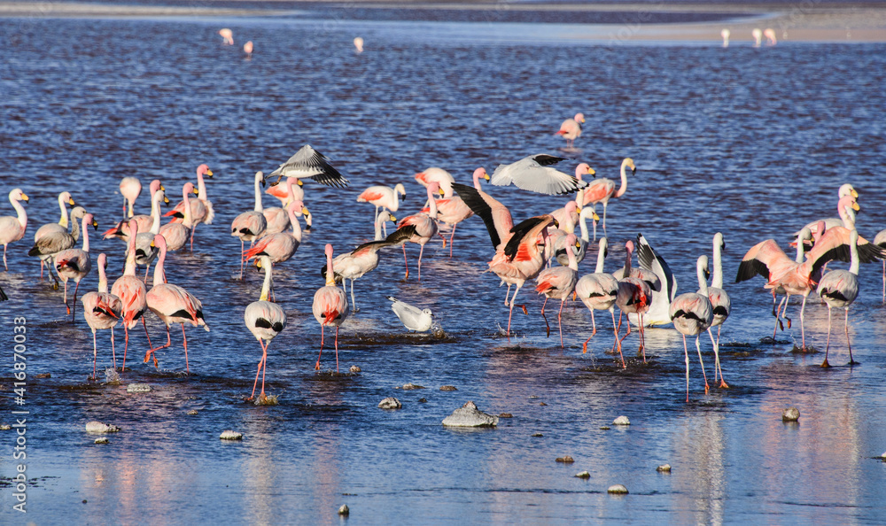 Beautiful James's flamingos (Phoenicoparrus jamesi), Eduardo Avaroa National Reserve, Salar de Uyuni, Bolivia