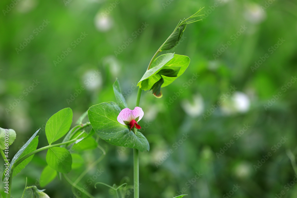 Red pea flowers in farmland, North China Red pea flowers in farmland, North China
