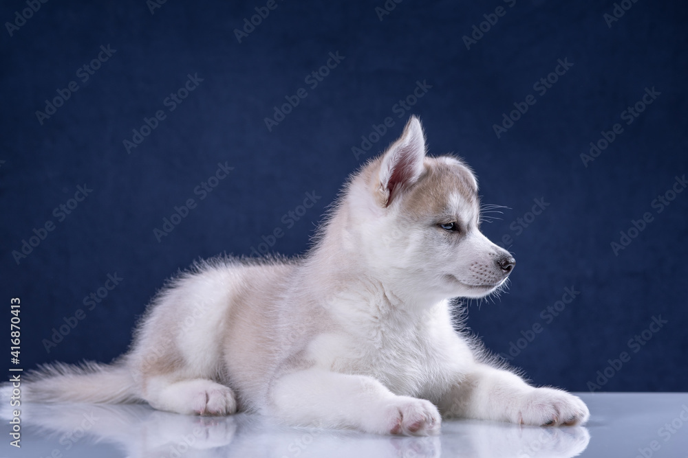 Fototapeta premium Cute husky puppy on a blue background.
