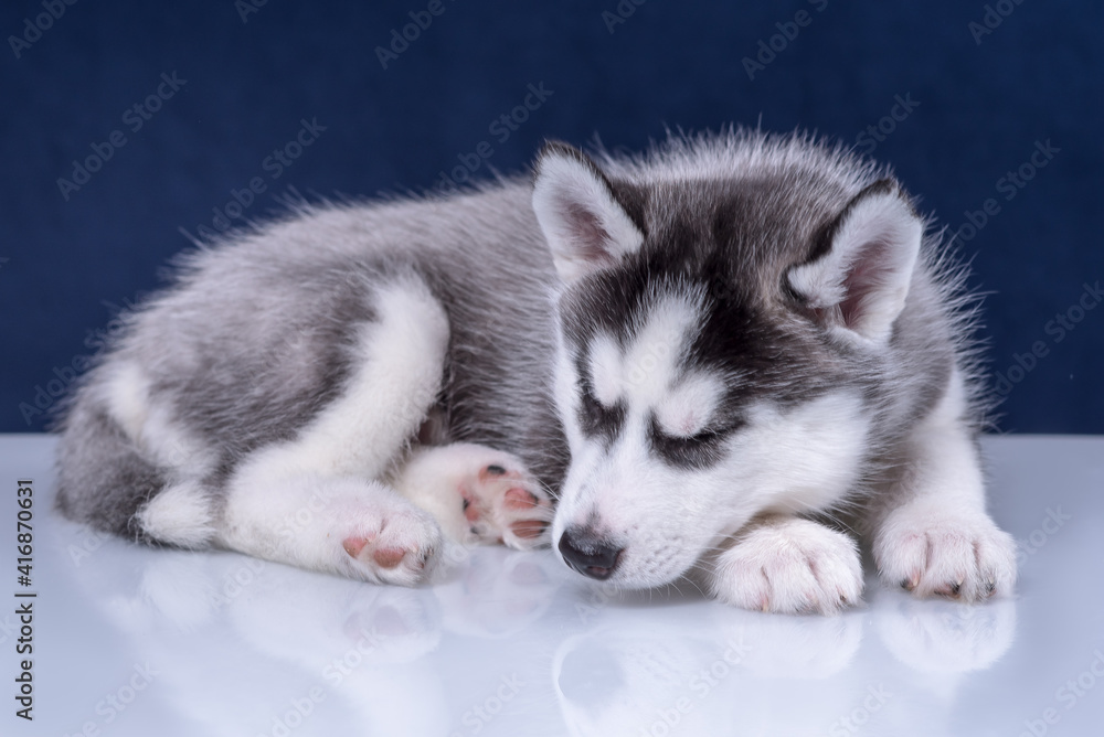 Cute husky puppy on a blue background. Cute husky puppy on a blue background.
