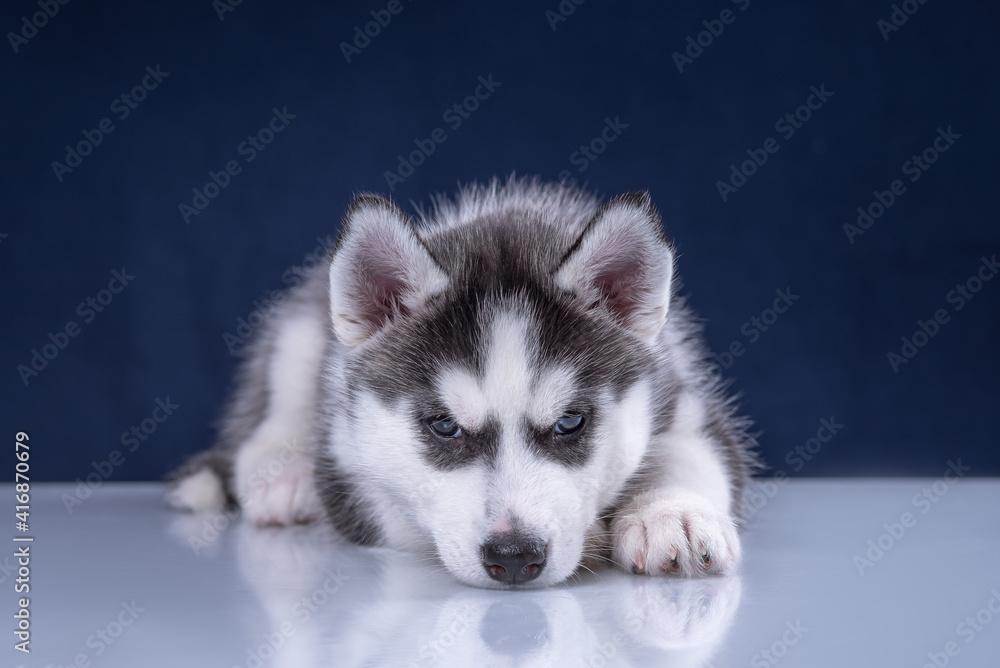 Cute husky puppy on a blue background. Cute husky puppy on a blue background.