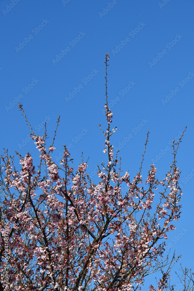 紅寒桜 紅寒桜