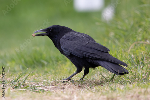 raven on the grass